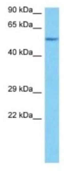 Otolin-1 Rabbit anti-Mouse, Polyclonal, Novus Biologicals:Antibodies:Primary